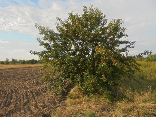 Podkarpacie