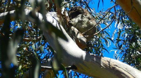Koala – Melbourne, Australia