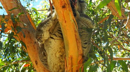 Koala – Melbourne, Australia