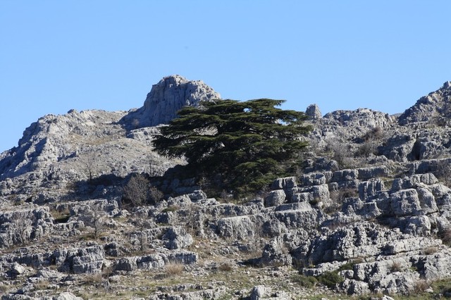 Cedry Libanu