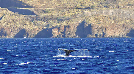 Humpback, Maui – Kahului, Stany Zjednoczone Ameryki
