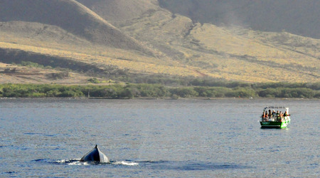Humpback, Maui – Kahului, Stany Zjednoczone Ameryki