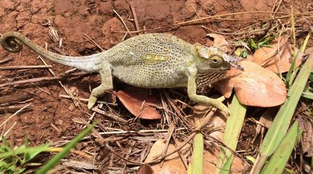 25732078 - Tanzania U podnóża Kilimandżaro