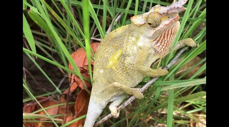 25732115 - Tanzania U podnóża Kilimandżaro