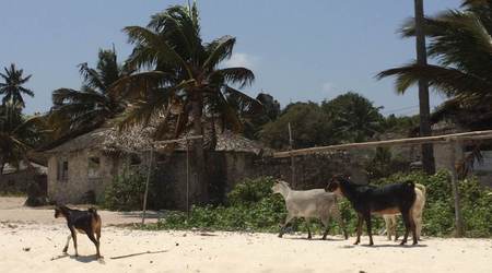 25732266 - Tanzania Wzdłuż Zanzibaru