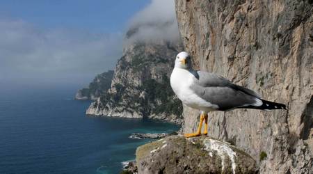 25734087 - Capri Jeden dzień na Capri – Włochy