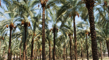 palmy – Būshehr, Iran