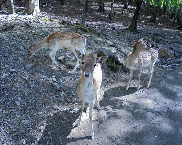 Ustroń