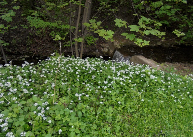 Ustroń - Zawodzie