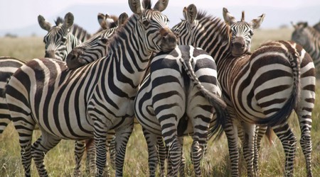 Park Narodowy Serengeti – Tanzania