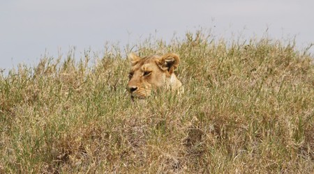 Park Narodowy Serengeti – Tanzania
