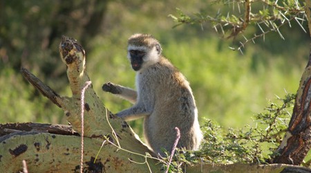 Park Narodowy Serengeti – Tanzania