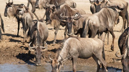 Park Narodowy Serengeti – Tanzania