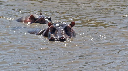 Park Narodowy Serengeti – Tanzania