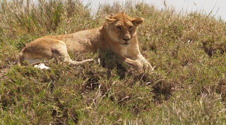 Park Narodowy Serengeti – Tanzania