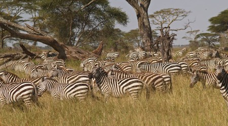 Park Narodowy Serengeti – Tanzania