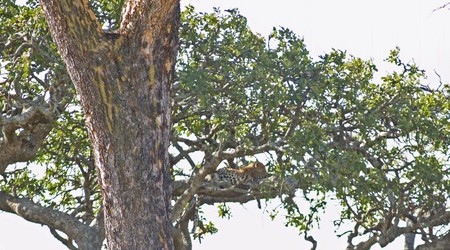 Park Narodowy Serengeti – Tanzania