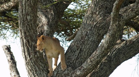 Park Narodowy Serengeti – Tanzania