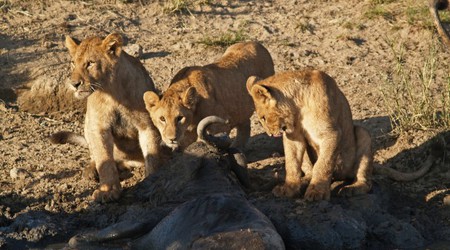 Park Narodowy Serengeti – Tanzania