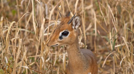 Park Narodowy Tarangire – Tanzania