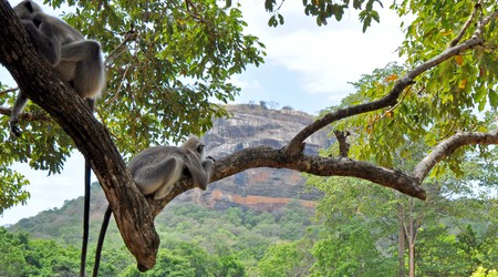 Sigiriya, magiczny widok – Anuradhapura, Sri Lanka