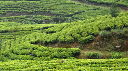 Nuwara Eliya, pola herbaciane – Sri Lanka