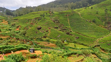 Nuwara Eliya, pola herbaciane – Sri Lanka