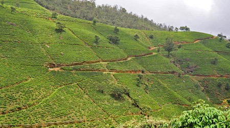 Nuwara Eliya, pola herbaciane – Sri Lanka