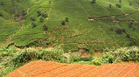 Nuwara Eliya, pola herbaciane – Sri Lanka