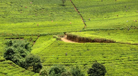 Nuwara Eliya, pola herbaciane – Sri Lanka