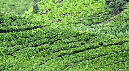 Nuwara Eliya, pola herbaciane – Sri Lanka
