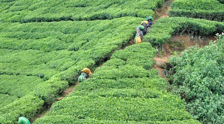 Nuwara Eliya, pola herbaciane – Sri Lanka