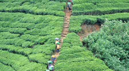 Nuwara Eliya, pola herbaciane – Sri Lanka