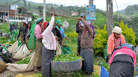Nuwara Eliya, czas na zapłatę... – Sri Lanka