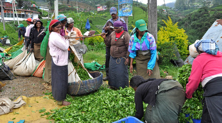 Nuwara Eliya, czas na zapłatę... – Sri Lanka