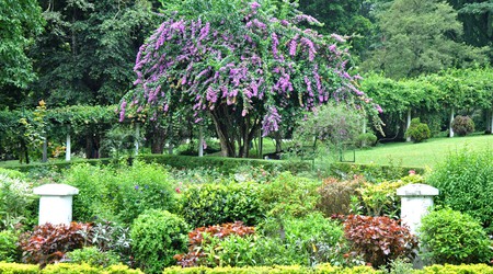 Kandy, Ogrody Peradeniya – Anuradhapura, Sri Lanka