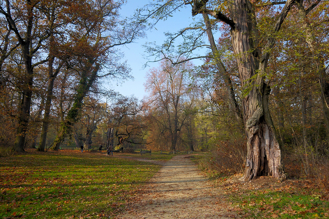 Rogalin. Park pałacowy.