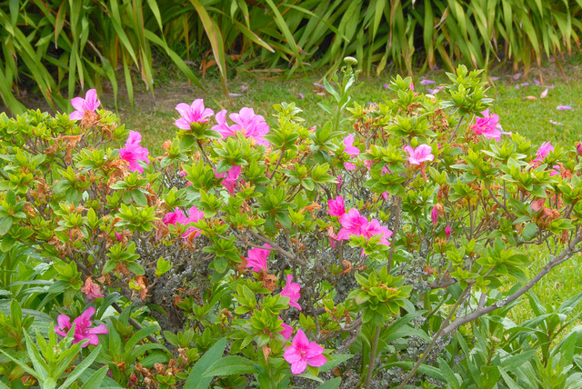 Dsc 0609