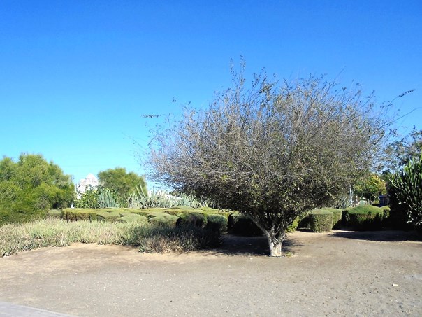 Dubaj - Creek Park