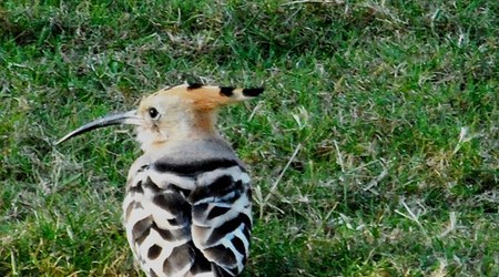 Dubaj - ptaki – Zjednoczone Emiraty Arabskie