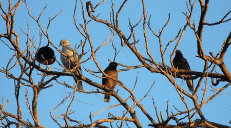 Dubaj - ptaki – Zjednoczone Emiraty Arabskie