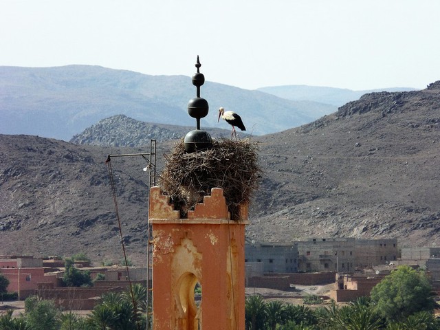 Maroko -bocianie gniazdo na minarecie