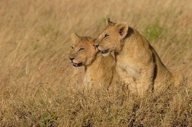 Lwiątka w Masai Mara