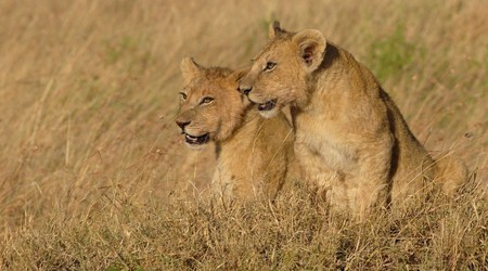 Lwiątka w Masai Mara – Kenia