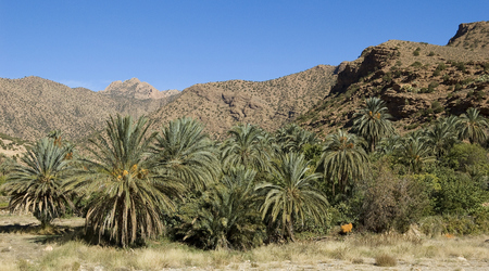 palmy – Biskra, Algieria