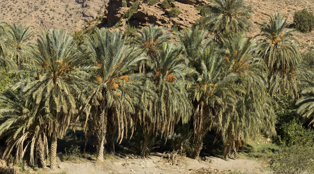 palmy – Biskra, Algieria