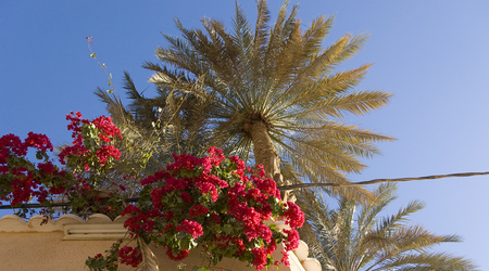 palma – Ghardaia, Algieria
