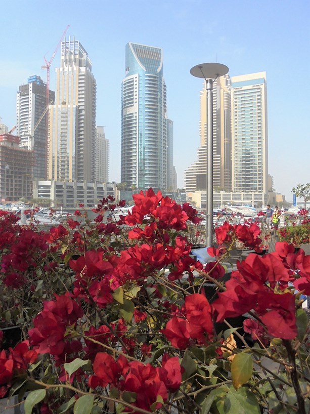 Dubaj - Marina
