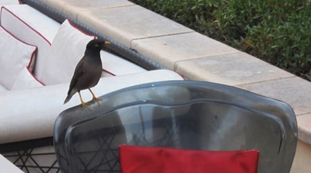 Dubaj - ptaki – Zjednoczone Emiraty Arabskie