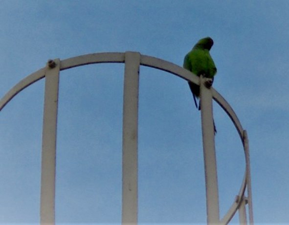 Dubaj - ptaki